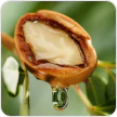 argan oil